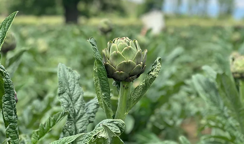 Hasanağa enginarında hasat başladı
