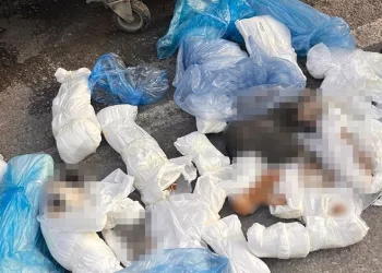 Başsavcılık itiraz etmişti, 33 kediyi öldüren veteriner tutuklandı