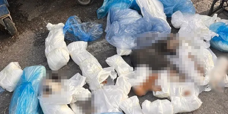 Başsavcılık itiraz etmişti, 33 kediyi öldüren veteriner tutuklandı
