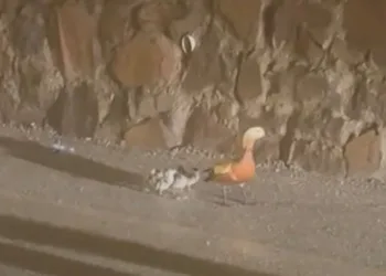 Bolu Belediyesine yönelik “nitelikli dolandırıcılık” soruşturmasında 2 tahliye
