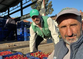 İznik’te mevsimin ilk karabodur kirazı hasadı başladı