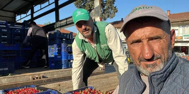 İznik’te mevsimin ilk karabodur kirazı hasadı başladı