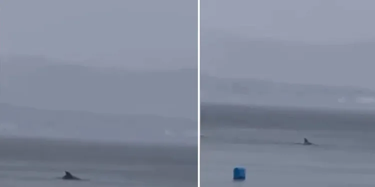 Yunus ailesi Mudanya’da yağmur altında görüntülendi