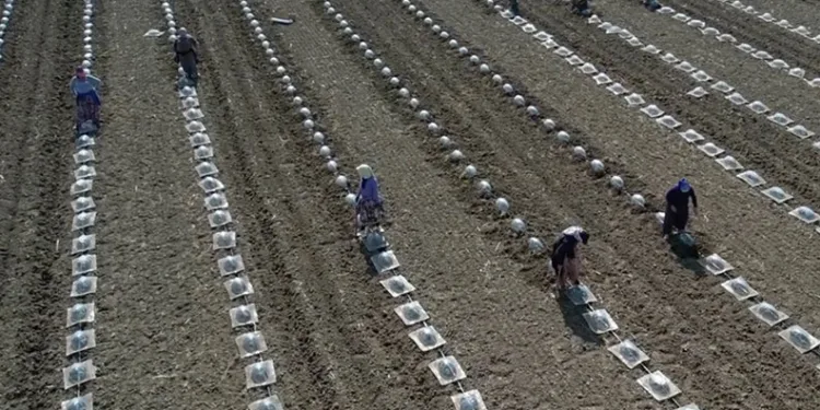 Tarım işçilerini ve çiftçileri en çok turfanda karpuz dikimi zorluyor