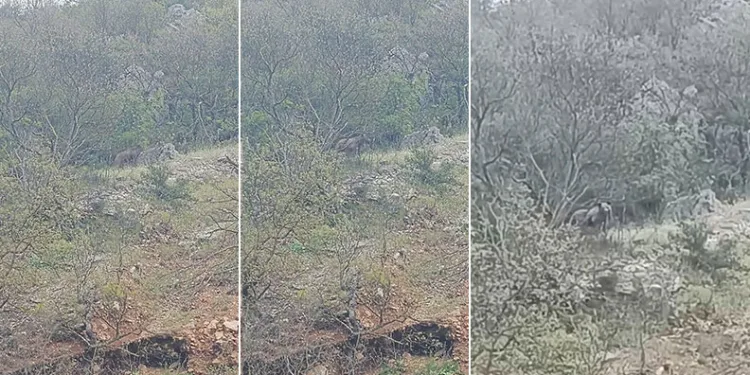 Orhaneli yolunda ayı paniği kamerada