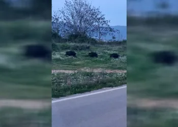 Bursa’da domuzlar şehir içinde görüntülendi