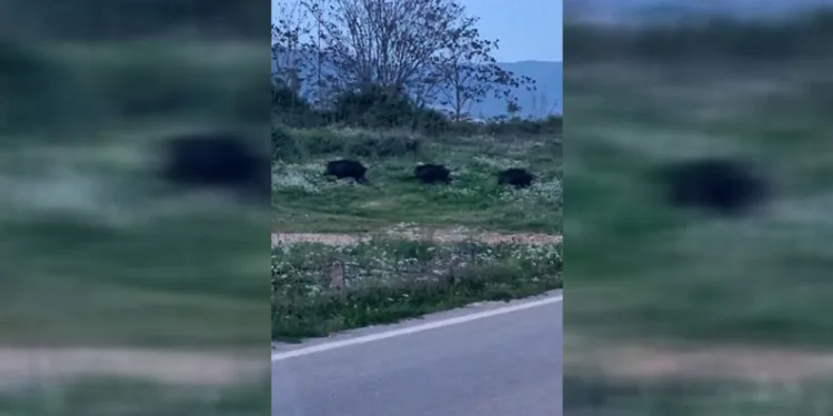 Bursa’da domuzlar şehir içinde görüntülendi