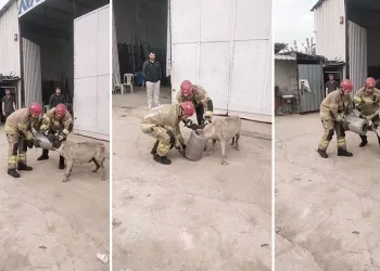 Bursa’da hava filtresine sıkışan köpek kurtarıldı