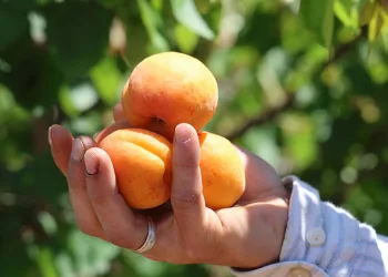 Adana’da erkenci kayısı hasadı başladı