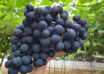 Bölgenin siyah incisi üzümde hasat başladı