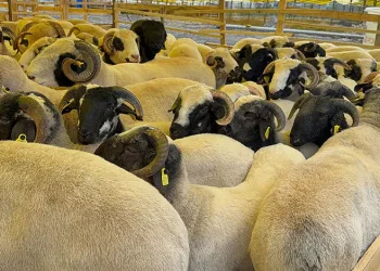 Kurban Bayramı’na sayılı günler kala hayvan pazarları kurulmaya başladı