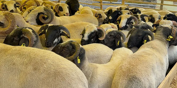 Kurban Bayramı’na sayılı günler kala hayvan pazarları kurulmaya başladı