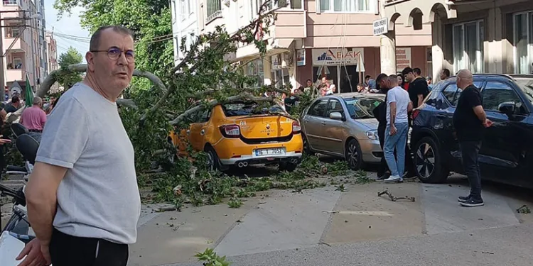 Bursa’da seyir halindeki araçların üzerine ağaç devrildi
