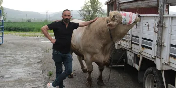 1,2 tonluk kurbanlık 650 bin liraya alıcısını bekliyor