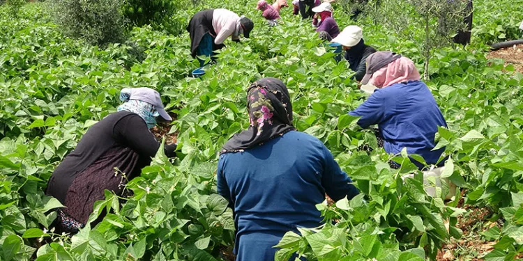 Turfanda ‘sarıkız’ hasadı başladı
