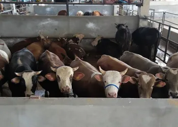 İnegöl Belediyesi Modern Hayvan Pazarı, yüzde 100’e ulaştı