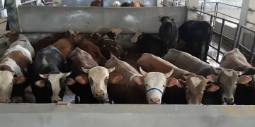 İnegöl Belediyesi Modern Hayvan Pazarı, yüzde 100’e ulaştı