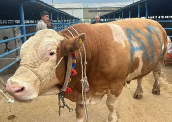 Bursa’da kurbanlık şampiyonu görücüye çıktı: Tam 1,2 ton