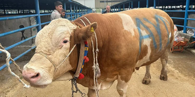 Bursa’da kurbanlık şampiyonu görücüye çıktı: Tam 1,2 ton