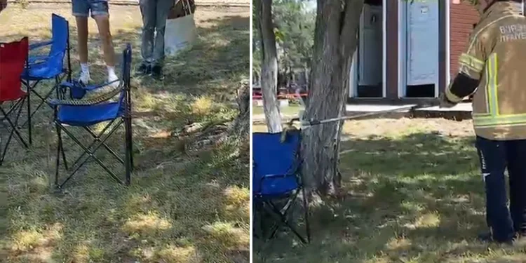 Bursa’da sarı yılan paniği