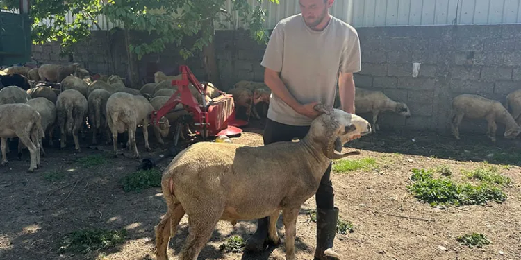 Kestirmek isteyene kırsalda kurbanlık 20 bin liradan başlıyor