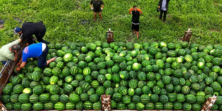 Tescilli Adana karpuzunda hasat başladı