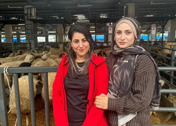 İki genç kuzen, Bursa’daki kurban pazarında rekabeti artırdı