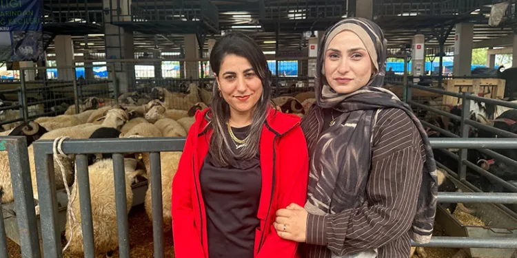 İki genç kuzen, Bursa’daki kurban pazarında rekabeti artırdı