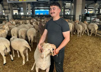 Gergedan boynuzlu koç görenleri şaşırtıyor