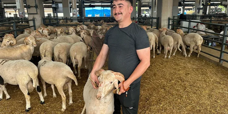 Gergedan boynuzlu koç görenleri şaşırtıyor