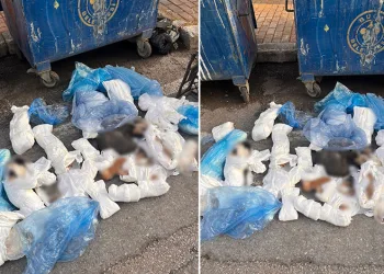 İzmir’de poşetler içinde 33 ölü kedi bulundu