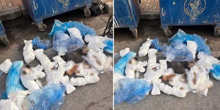 İzmir’de poşetler içinde 33 ölü kedi bulundu