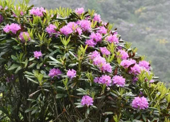 Karadeniz’in doğal mirası çiçekler için bilinçli tüketim uyarısı