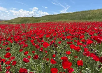 Gelinciklerle kırmızıya bürünen nohut tarlası hayran bıraktı