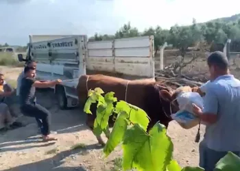 6 kişinin zapt edemediği boğa bir tekmeyle yere serdi