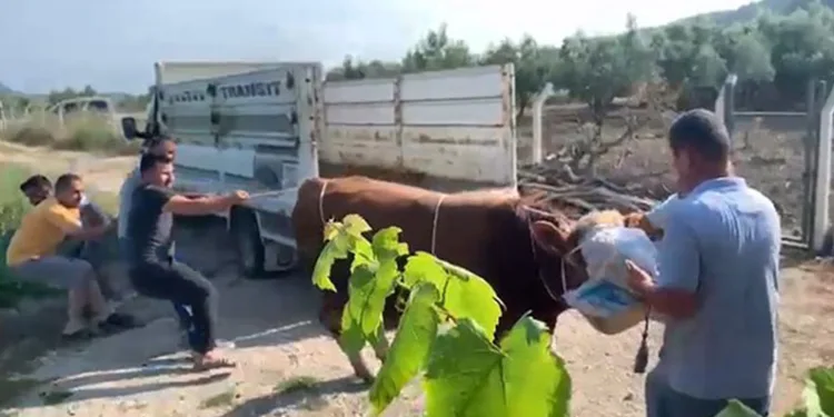 6 kişinin zapt edemediği boğa bir tekmeyle yere serdi