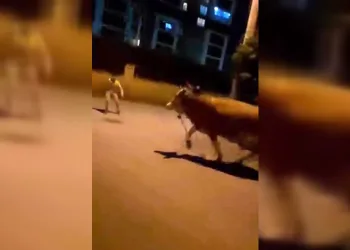 Bursa’da dana paniği
