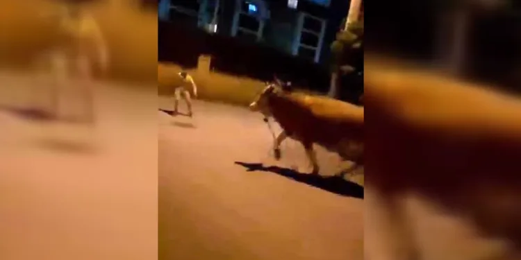Bursa’da dana paniği