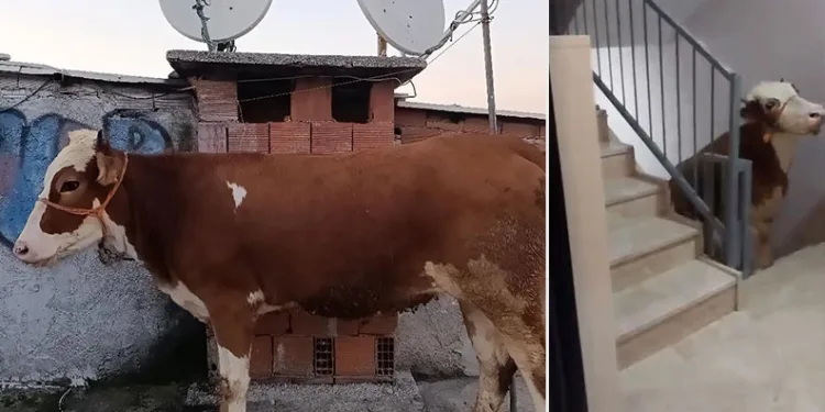 Kesmek için büyükbaş hayvanı 6’ıncı kata çıkardı