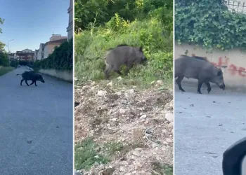 Domuzlar yerleşim yerine inerek yiyecek aradı