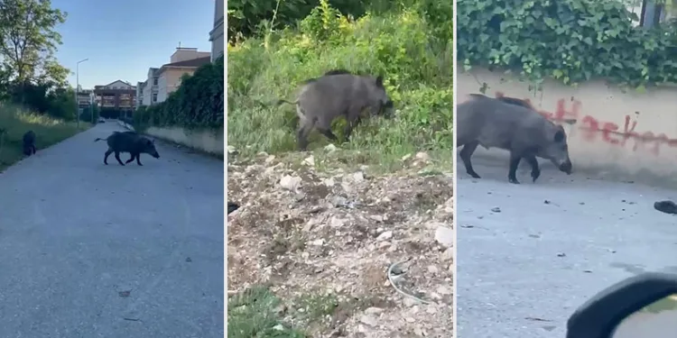 Domuzlar yerleşim yerine inerek yiyecek aradı