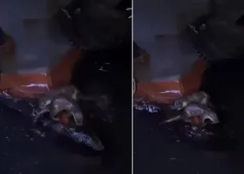 Su samurlarının balık keyfi kamerada