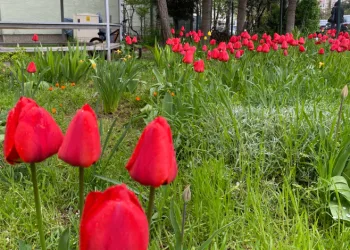 Eskişehir’de baharın güzelliği