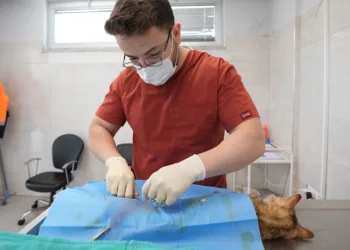 Denizli’de sokak hayvanlarını kısırlaştırma ve sahiplendirmede rekor artış