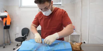Denizli’de sokak hayvanlarını kısırlaştırma ve sahiplendirmede rekor artış