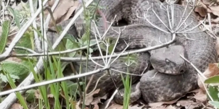 Havaların ısınmasıyla birlikte yılanlarda çıkmaya başladı
