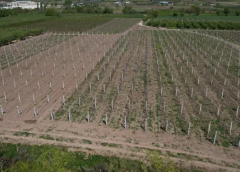 Çiftçi üzüm için yeni sezondan umutlu