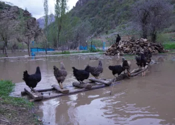 Şırnak’ta sel suları köprüleri yıktı, ev ve ahırlar sular altında kaldı