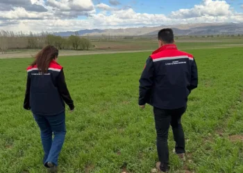 Aydıntepe’de hububat ekili alanlarda hastalık ve zararlı kontrolü yapıldı