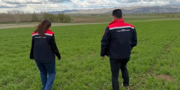 Aydıntepe’de hububat ekili alanlarda hastalık ve zararlı kontrolü yapıldı